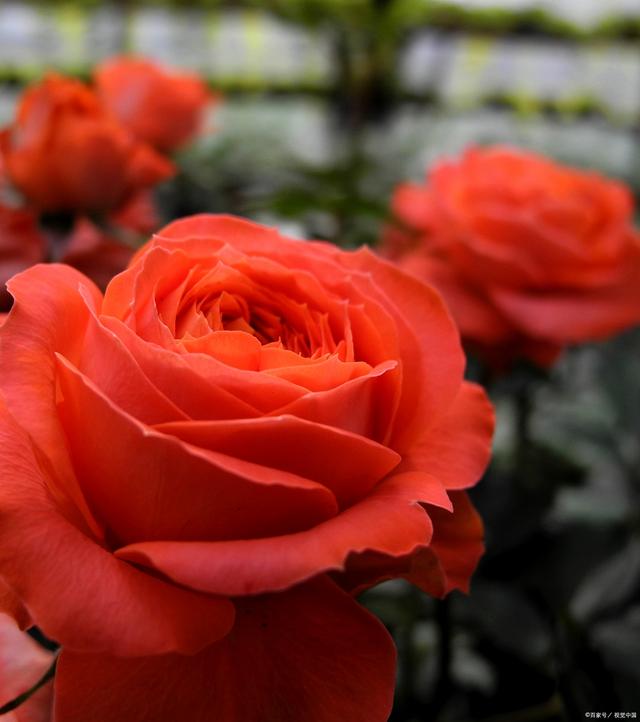 真正的玫瑰花图片大全_十大最漂亮的玫瑰花图片