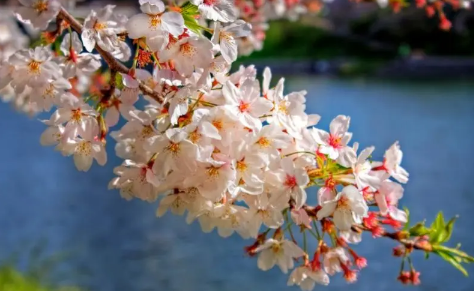 2023年南京清明节还有樱花吗（去南京看樱花最佳时间是几月）