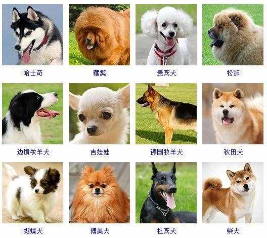宠物狗种类（178个宠物狗品种图片大全）