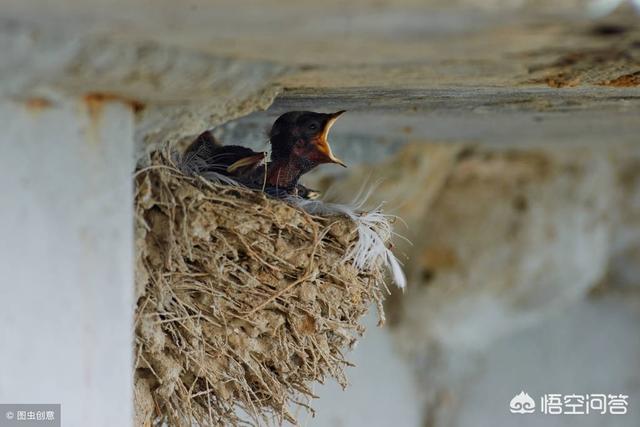 燕子在老家里面筑巢（燕子在别人家筑巢,这代表着什么）?