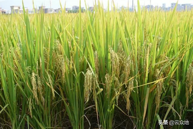 适合南方种植的水稻品种（我国南方地区种植的水稻品种多为什么）