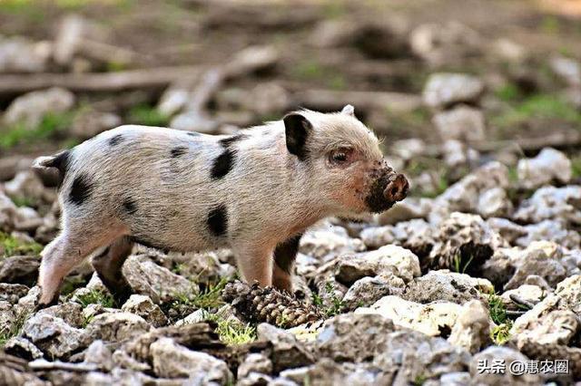 农村山上的野猪抵抗力强，为何也受非洲猪瘟影响？它如何传播的？