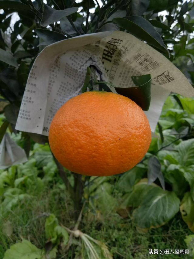 西充县柑橘种植面积（南充柑橘种植基地）