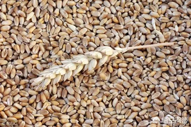 济麦44小麦亩用种量多少斤（济麦22小麦品种多少钱一斤）
