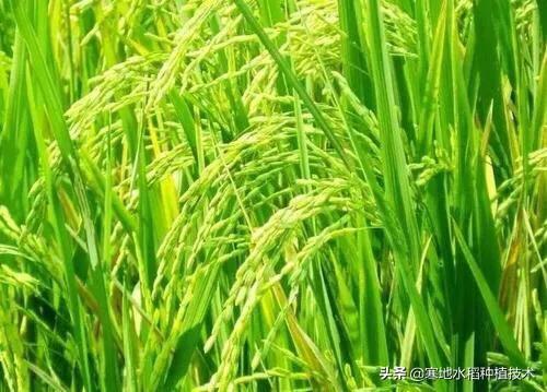 水稻成熟期注意什么（水稻成熟期水肥管理）