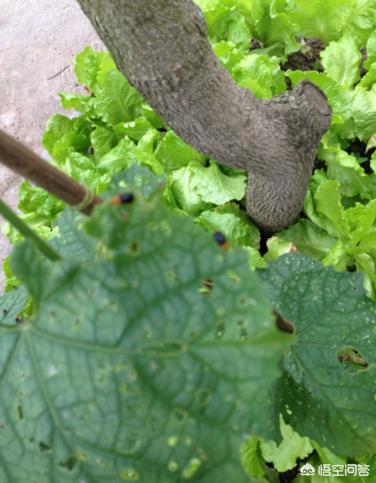 菜园子里种植的丝瓜，叶子被一种萤火虫啃食了许多的小洞，应该如何防治？