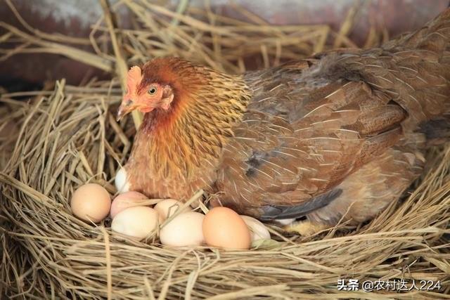 一只母鸡能孵几个蛋（母鸡孵小鸡最多能孵多少个蛋）