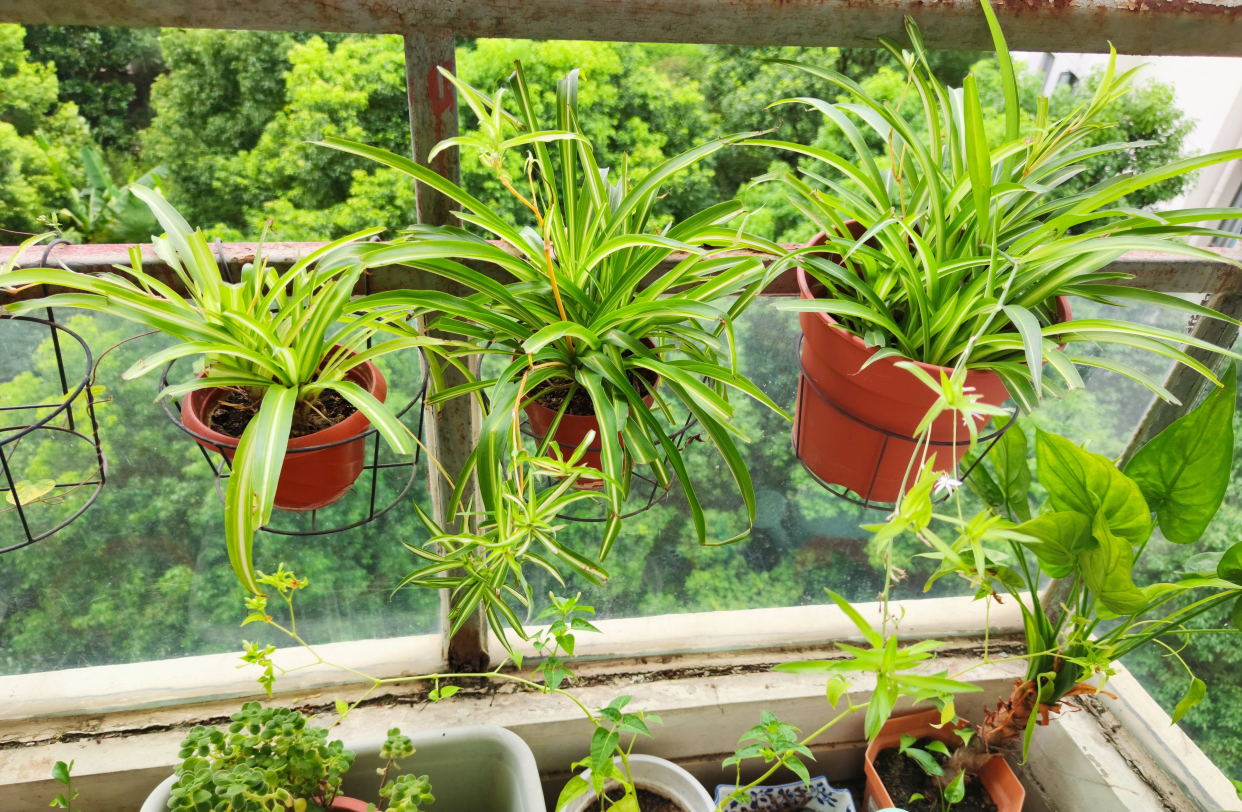 适合室内养的植物（3种“绿植”养室内，好养好打理，净化空气又耐阴，健康相伴）