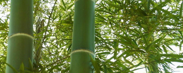 富贵竹的养殖（竹子养殖方法和注意事项）