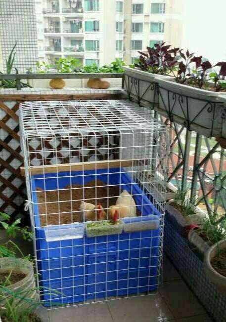 阳台养鸡 自制鸡笼图片