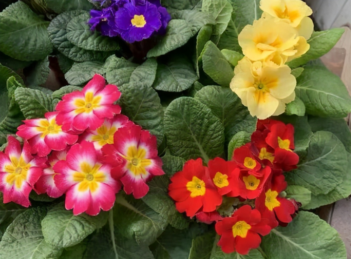 春天有什么花（春天开花灿烂的5种花卉，个个漂亮养眼还好养）