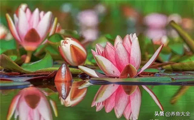 种植睡莲有技巧，开花一茬接着一茬，一年开几十朵都有的