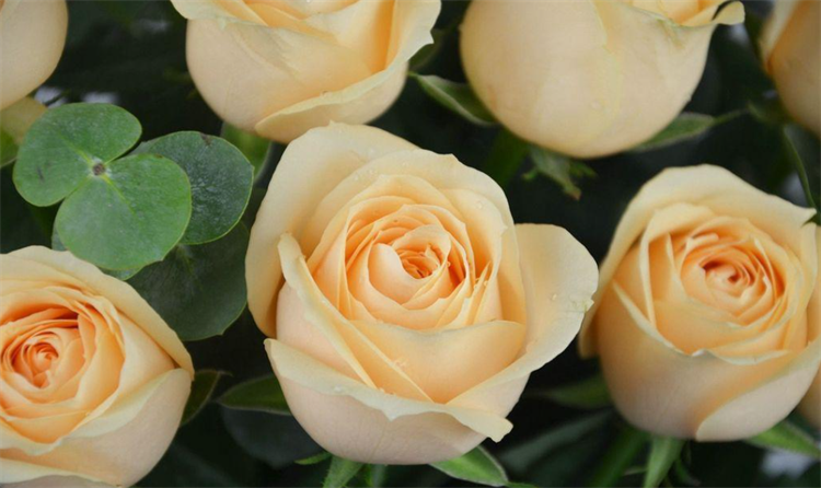 玫瑰花的寓意（香槟色玫瑰花代表什么意思？比红玫瑰钟情，比白玫瑰优雅，知道吗）