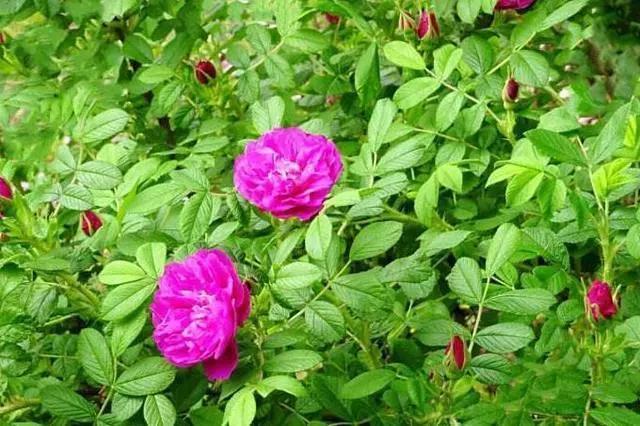 玫瑰 花语（每种花代表不同的花语，玫瑰象征爱情，教你在家养盆玫瑰花）