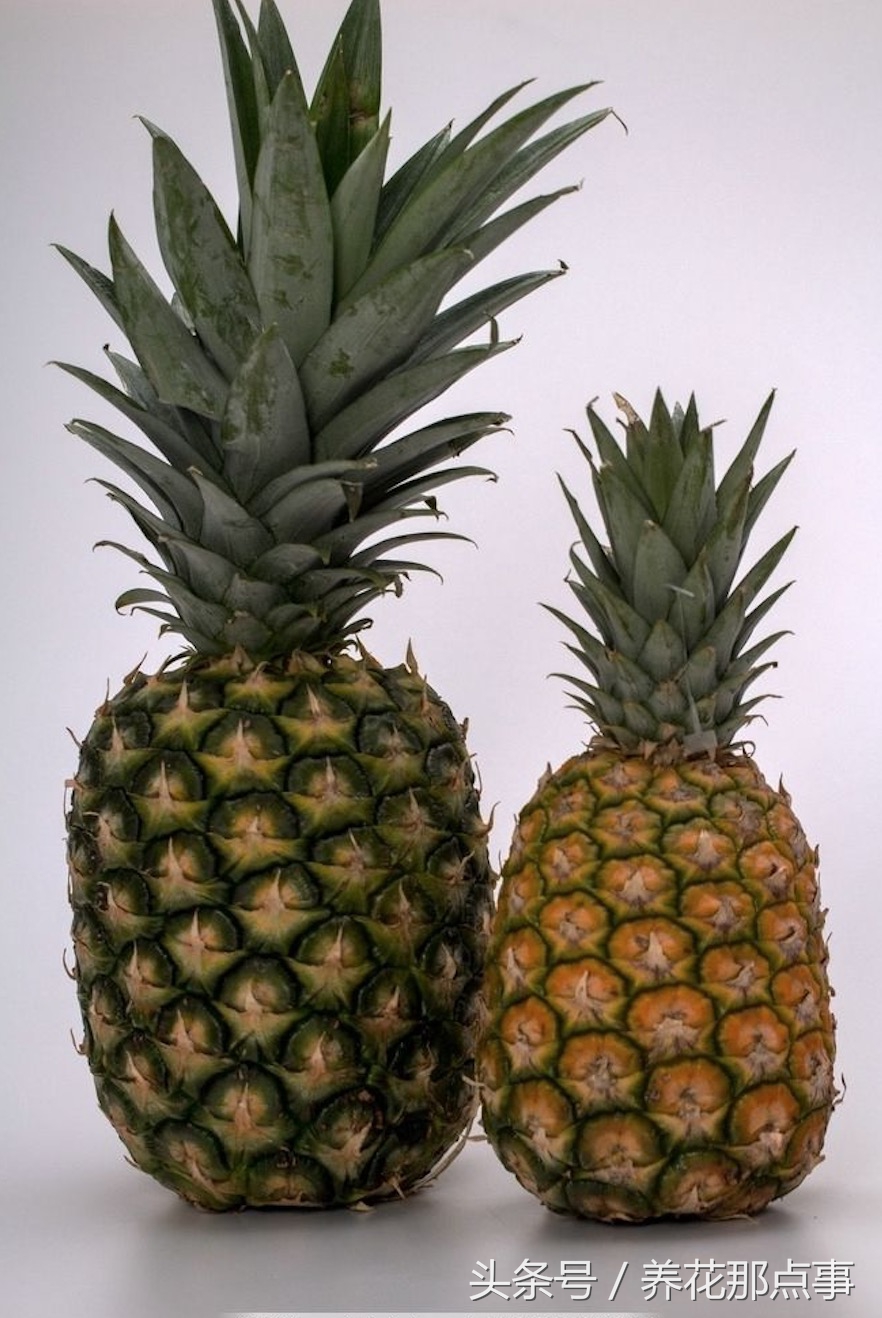 凤梨与菠萝的区别（菠萝和凤梨你能分的清吗？超详细的图解让你一眼就看明白区别）