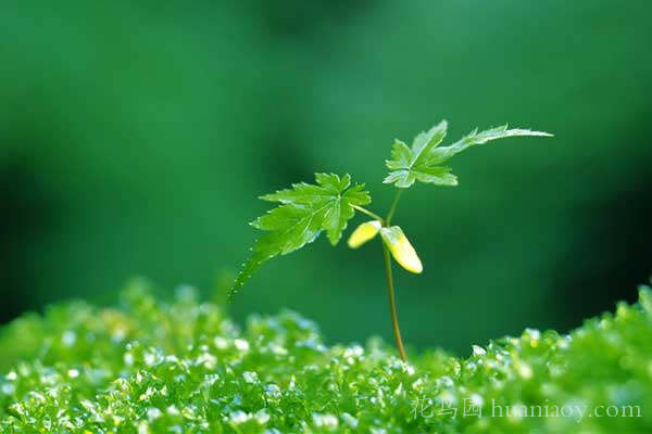 绿色植物的作用（神奇的绿色植物保健作用  ​你知道多少？）