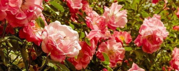玫瑰花种植（玫瑰花的养殖方法）