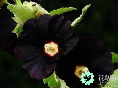 黑色郁金香花语（这些独特的黑色花朵，照样惊艳）