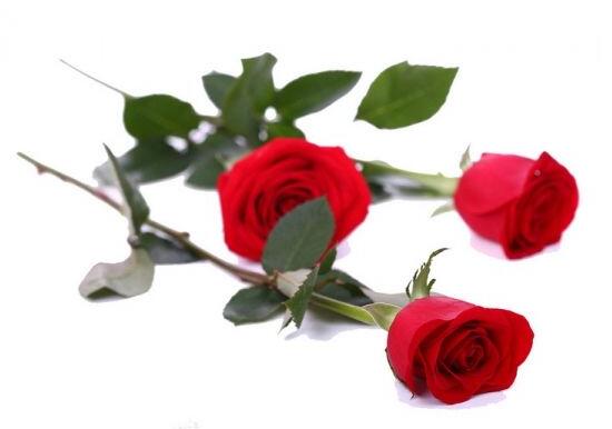 送玫瑰花数量的含义（玫瑰花朵数代表的含义，玫瑰花寓意和象征）