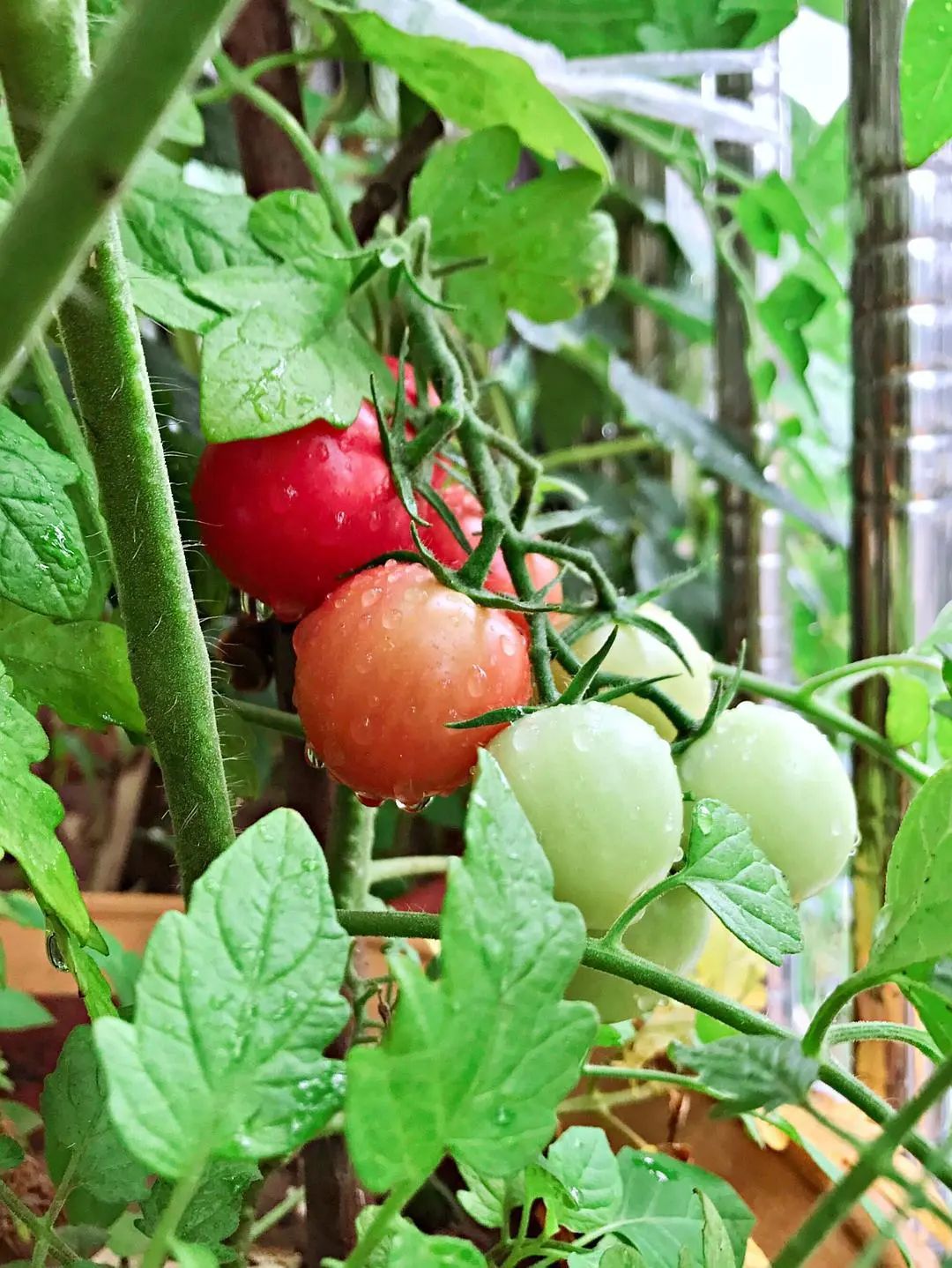 小番茄种植（7步骤栽种小番茄，摘芯、摘腋芽、搭支架，轻松不在话下）