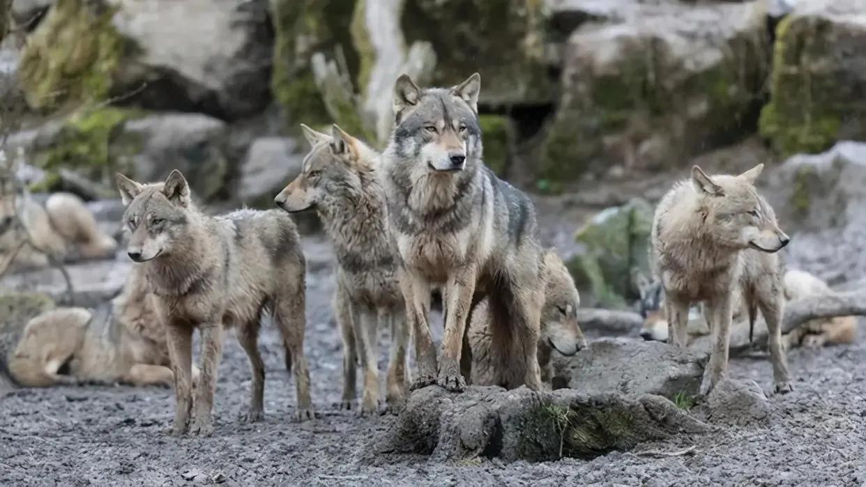 动物世界狼交配（狼群以家庭为单位，低级狼没有交配权，它们如何繁衍后代？）