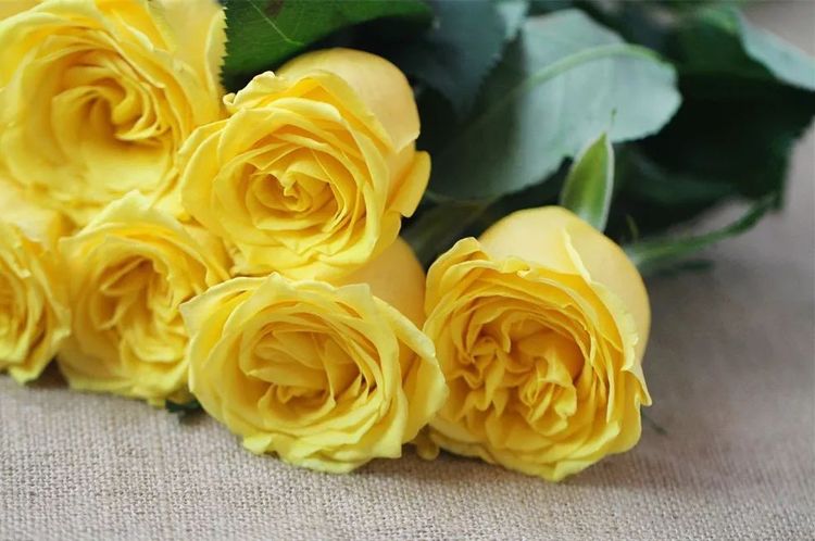 黄玫瑰的花语是什么（喜欢玫瑰，就养一盆金香玉，娇羞花解语，温柔玉生香——金香玉）