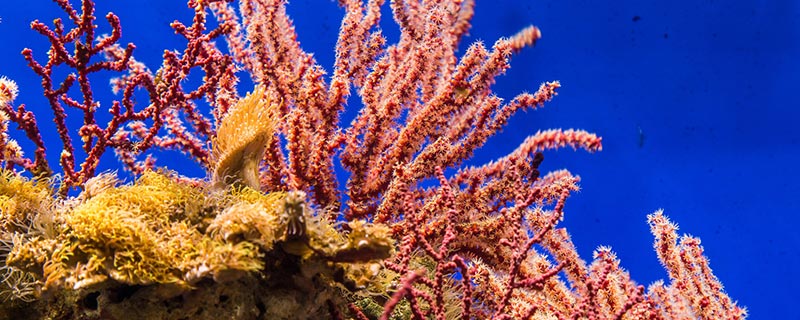 珊瑚体内有大量共生什么藻（珊瑚体内有大量共生的什么藻类）