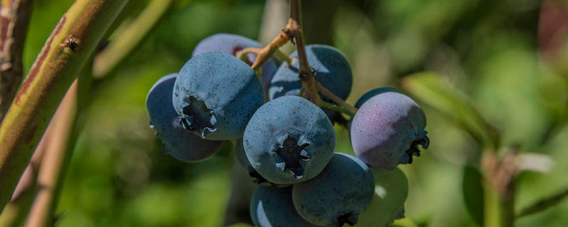 蓝莓如何保存更久（蓝莓怎么保存时间长一点）