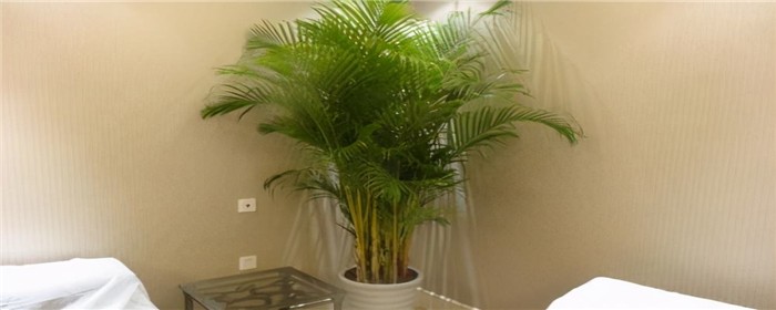 客厅养植物空气会变好吗（客厅适宜养什么植物）