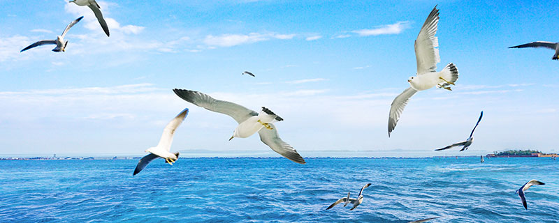 海上清洁工的海鸟是什么鸟（素有海上清洁工绰号的海鸟是）
