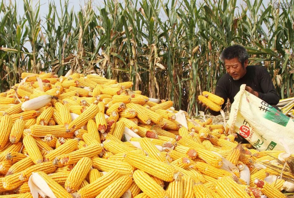 玉米芯有大用途不少人去农村收购每斤0.15元（他们用来干啥）
