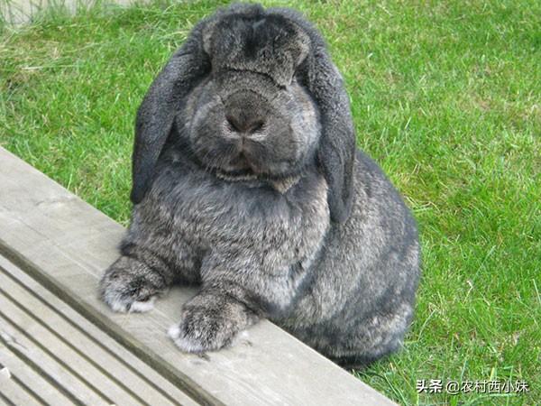 垂耳兔的饲养方法（法国垂耳兔好养吗?垂耳兔养公的还是母的好?）
