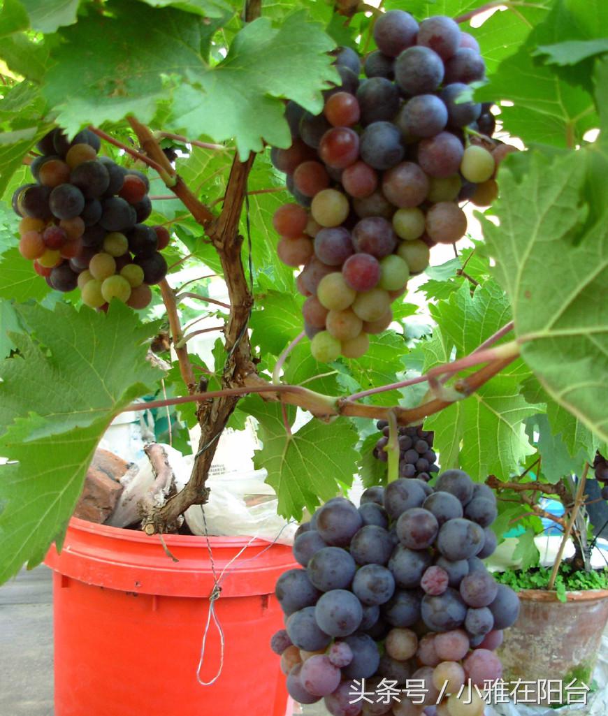 阳台葡萄种植技术（阳台种葡萄，用一个小方法，不用买苗也能种，果子结了一串又一串）