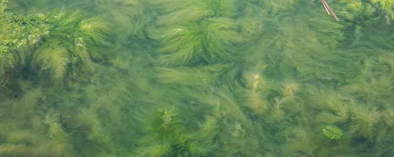 满江红是藻类植物还是蕨类植物（满江红是藻类植物吗）