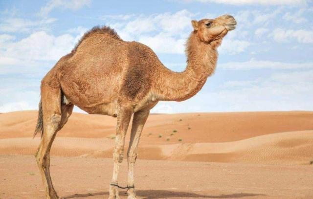 骆驼几个胃（沙漠中，渴死的骆驼不能碰？为什么贝爷能碰？还在里面中找水喝？）