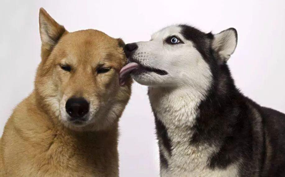 舔狗什么意思啊（爆红网络的流行语“舔狗”，究竟反映怎样的恋爱价值观？）