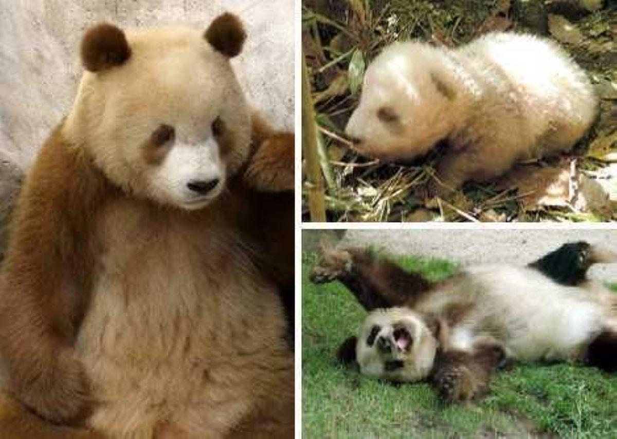 棕色的小熊猫是大熊猫的宝宝吗（秦岭再现“新物种”，比大熊猫还稀有，全球仅此一只）