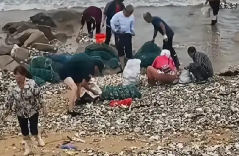 海蛎子加入“赶海套餐”：铺满海滩（场面太壮观了）