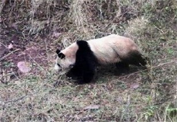 回娘家途中偶遇大熊猫女子忙拍照